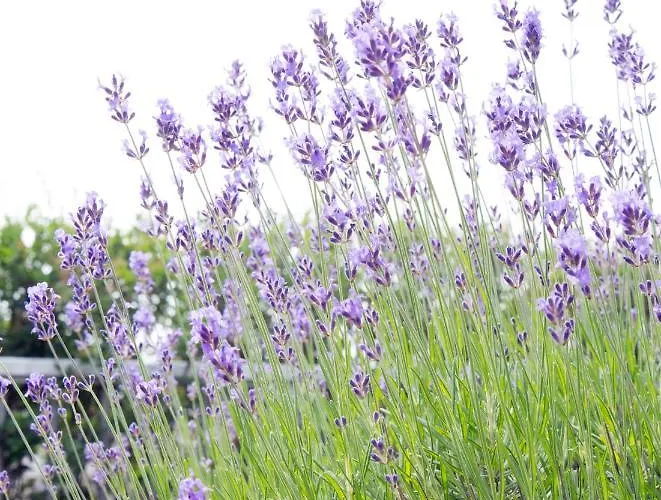 Bb Museumquarter Amsterdam