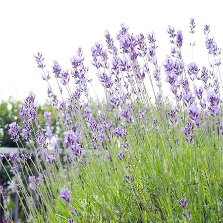 Bb Museumquarter Amszterdam